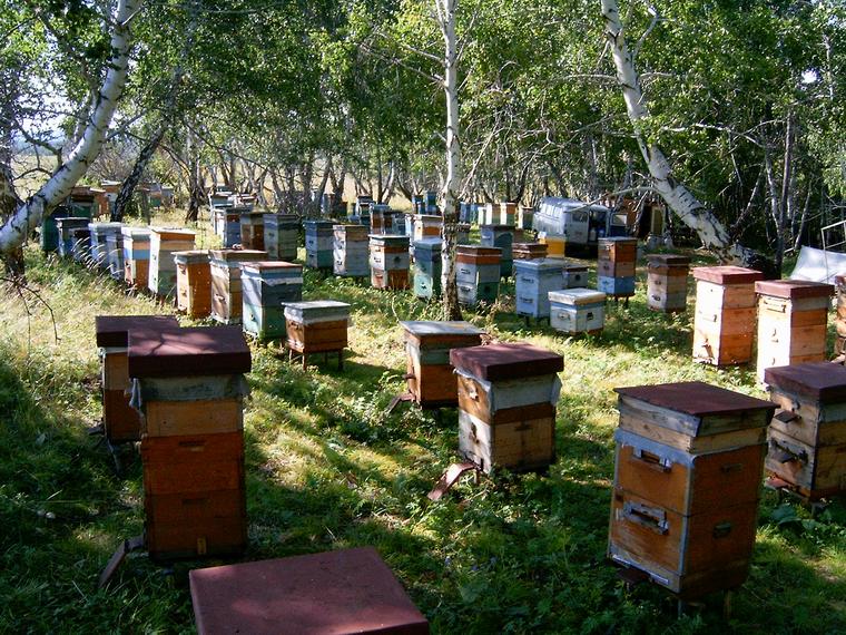 Секреты пчеловодства